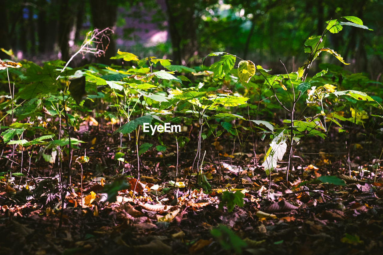 CLOSE-UP OF PLANTS GROWING ON LAND IN FOREST