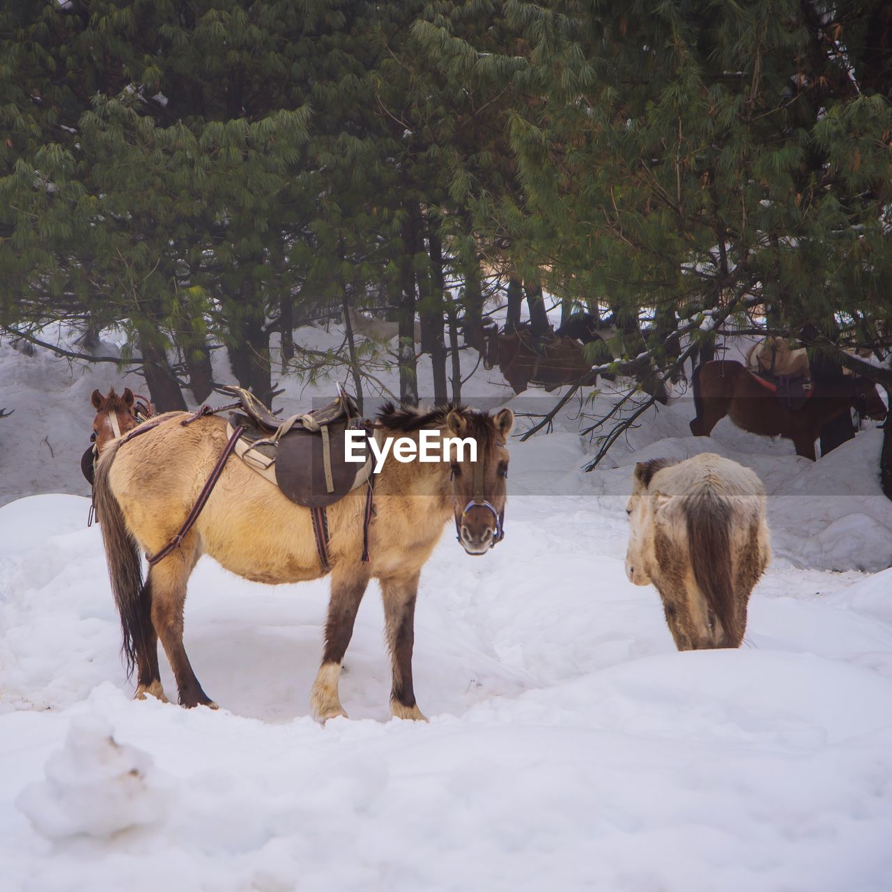 HORSES IN A FIELD