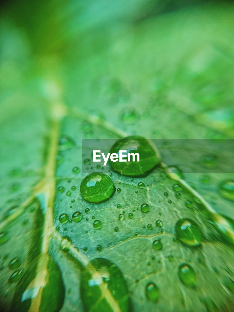 CLOSE-UP OF WATER DROPS ON GREEN LEAVES