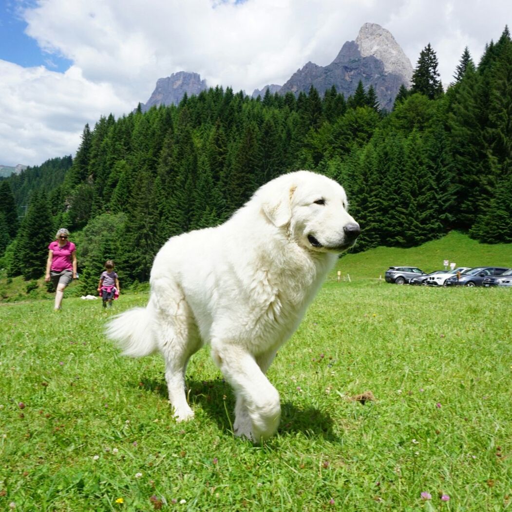 VIEW OF DOG ON MOUNTAIN