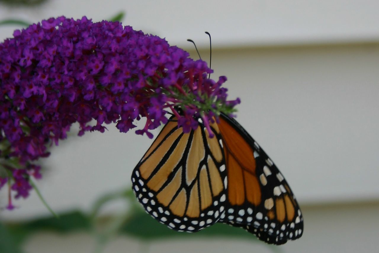 CLOSE-UP OF BUTTERFLY ON PURPLE FLOWER OUTDOORS