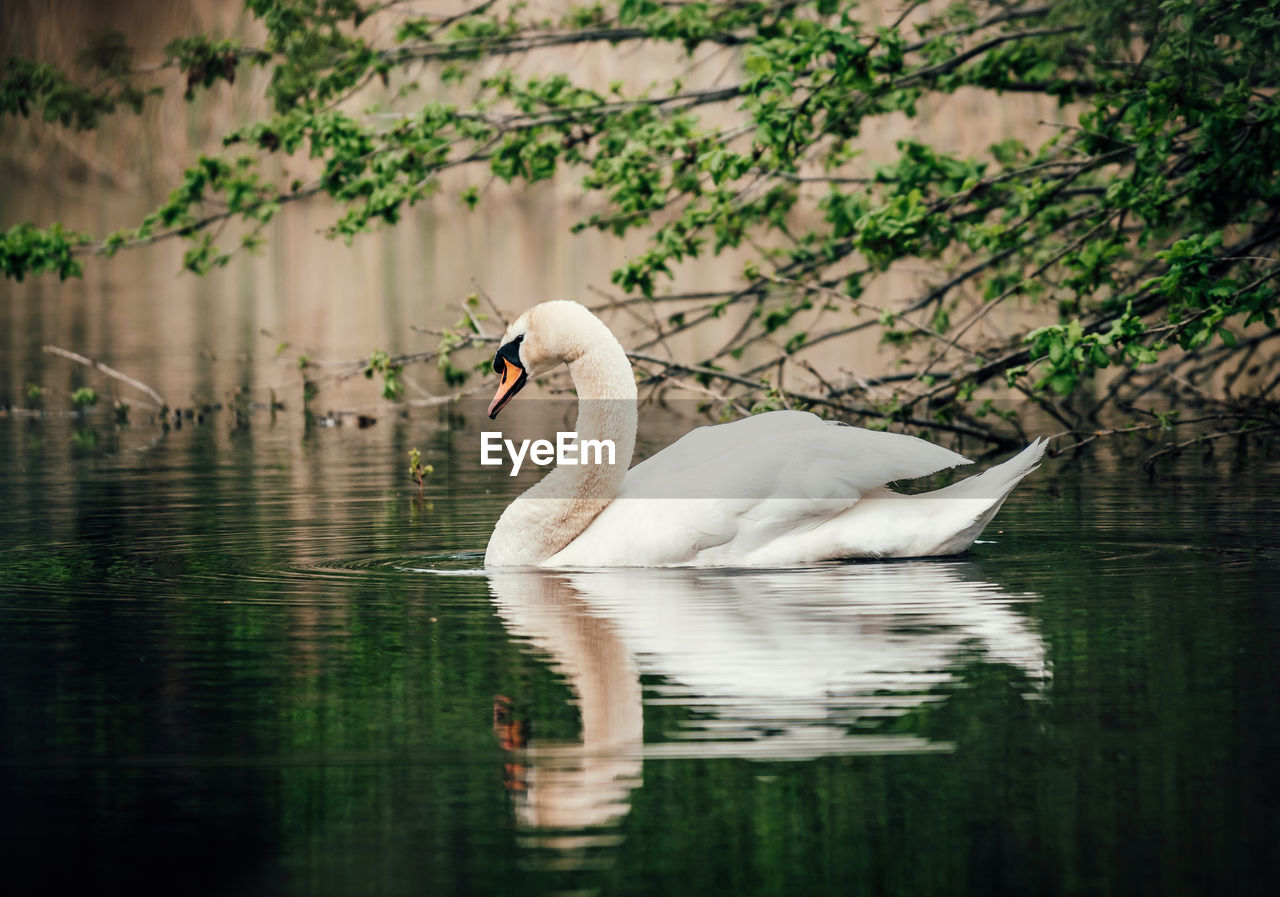 Swan swimming in lake