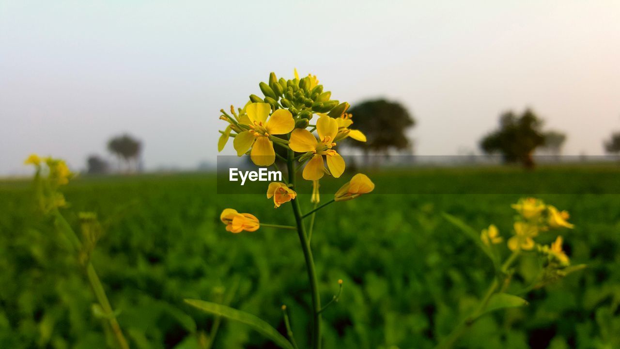 Mustard flower