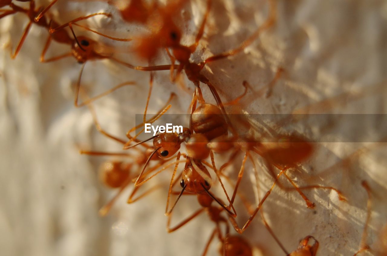 Close-up of ant on plant