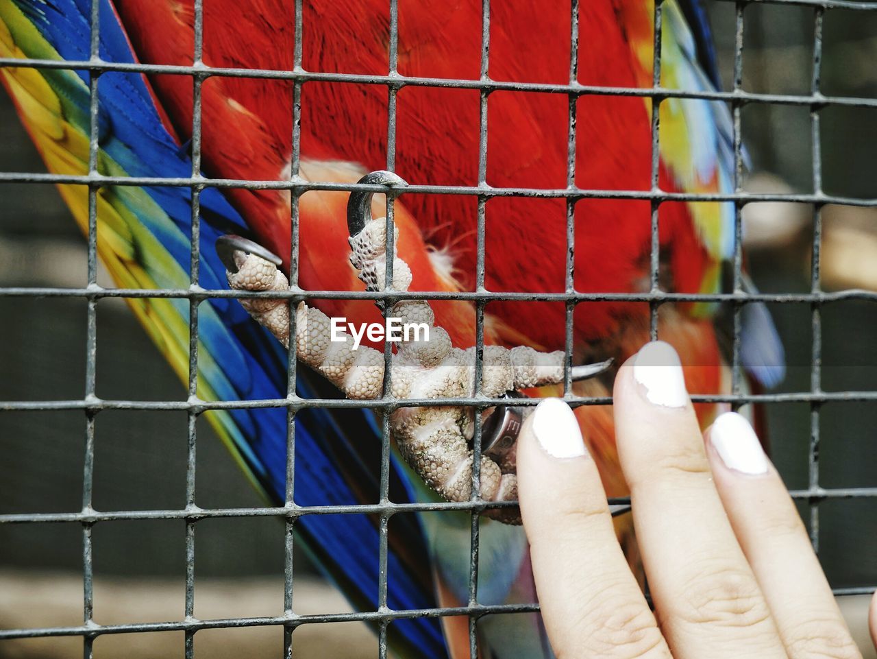 CLOSE-UP OF HAND ON BIRD