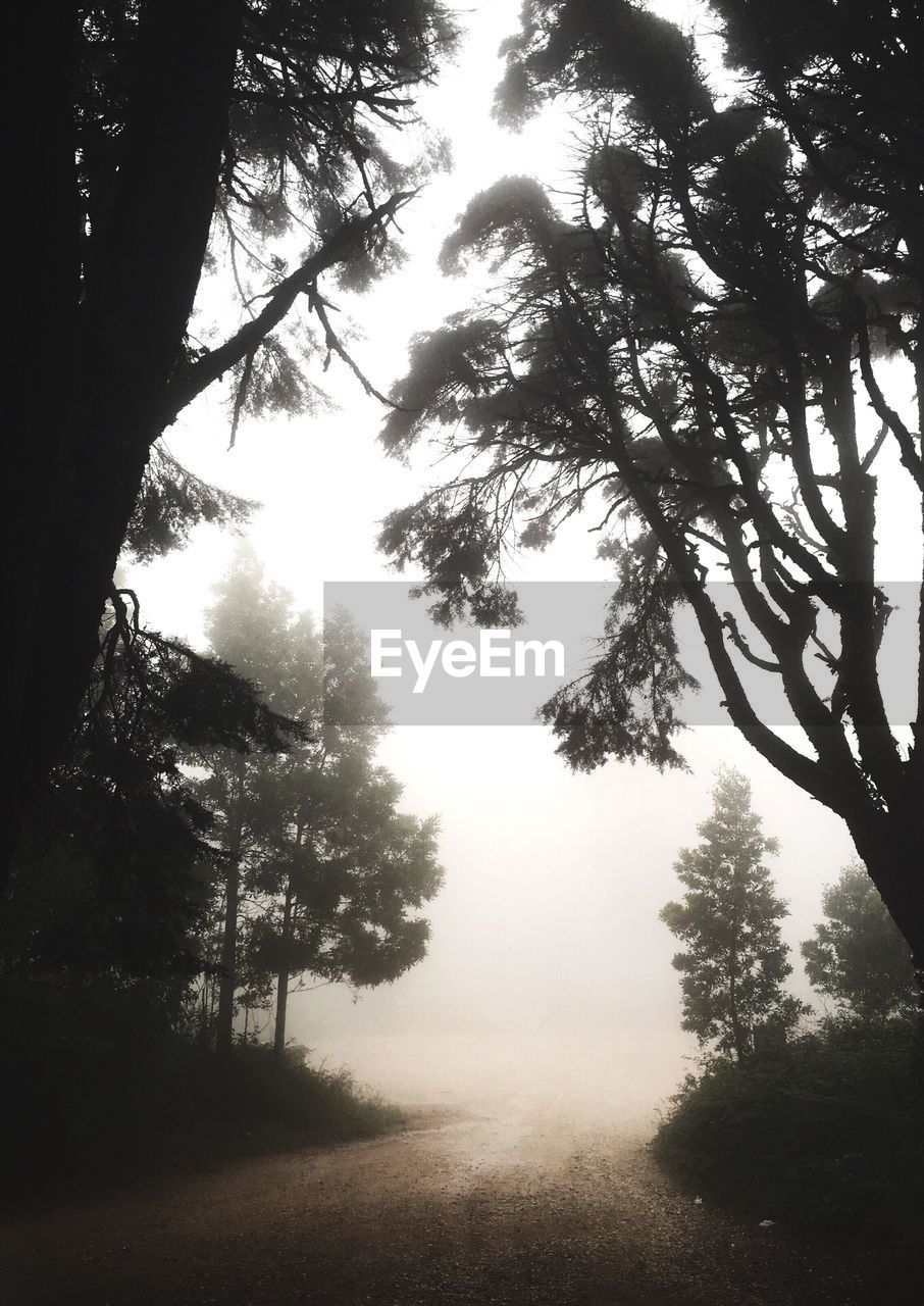 TREES IN FOREST AGAINST SKY DURING FOGGY WEATHER