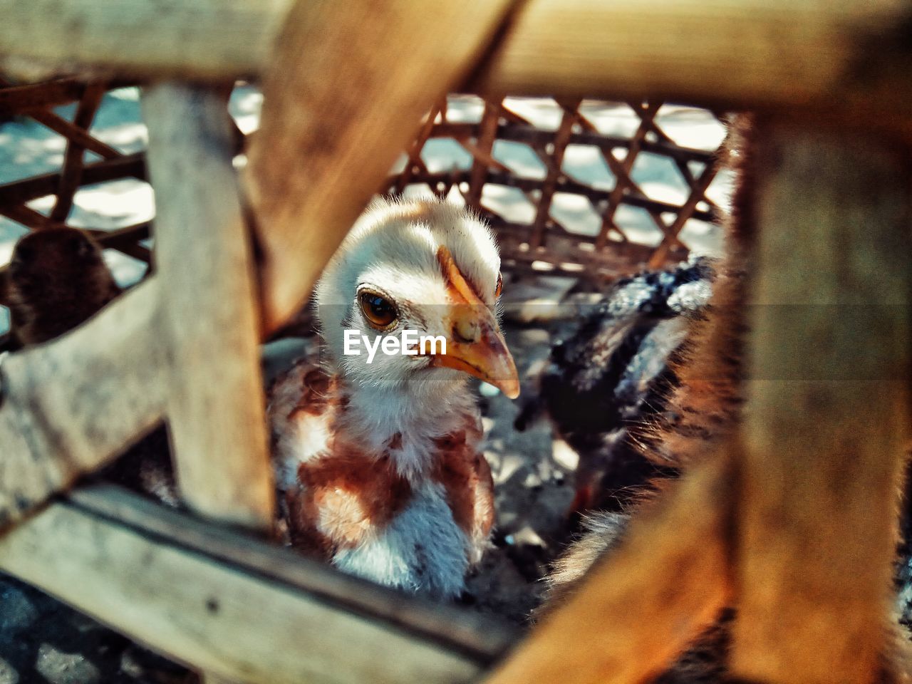 Close-up of birds in nest