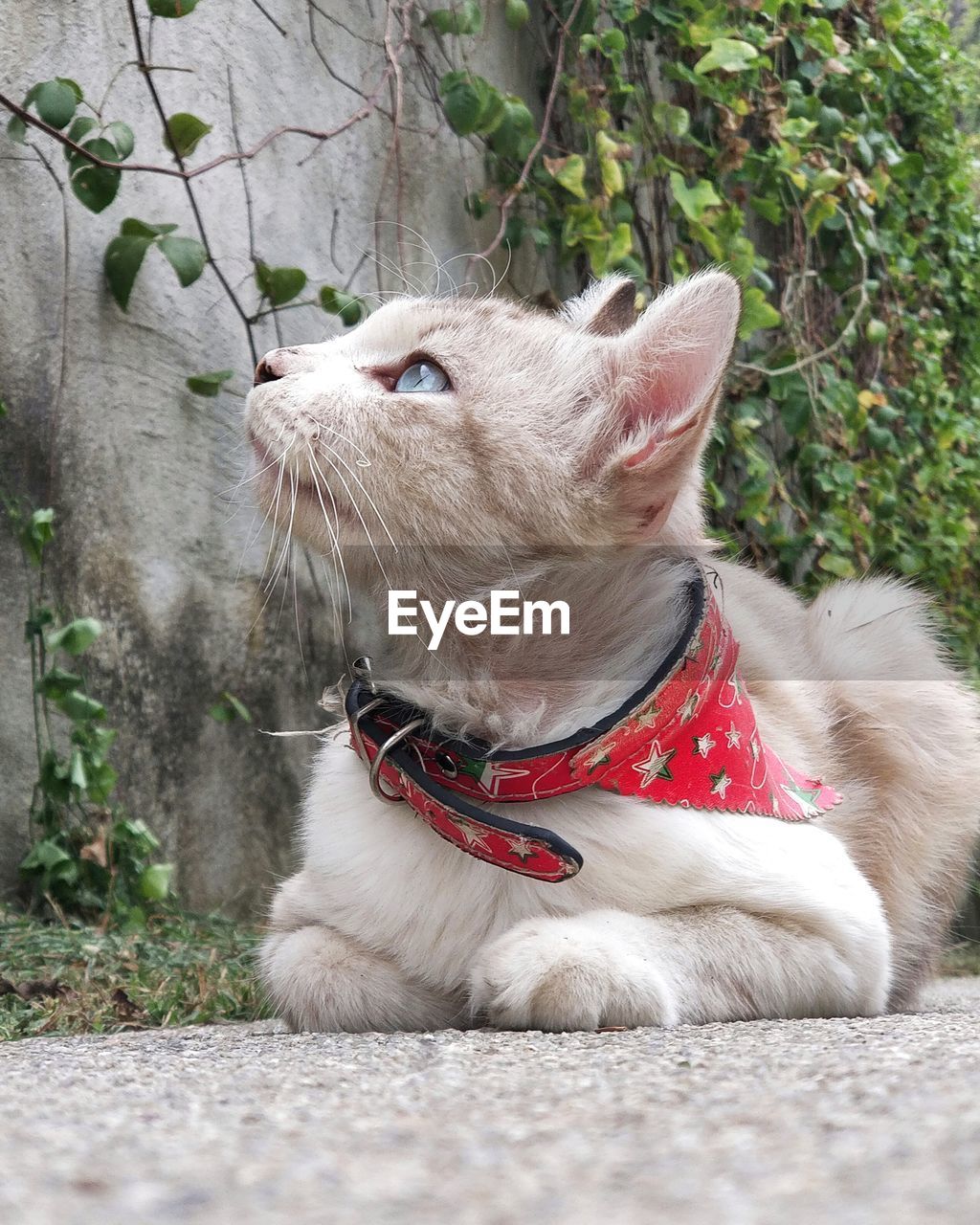 Close-up of a cat looking away