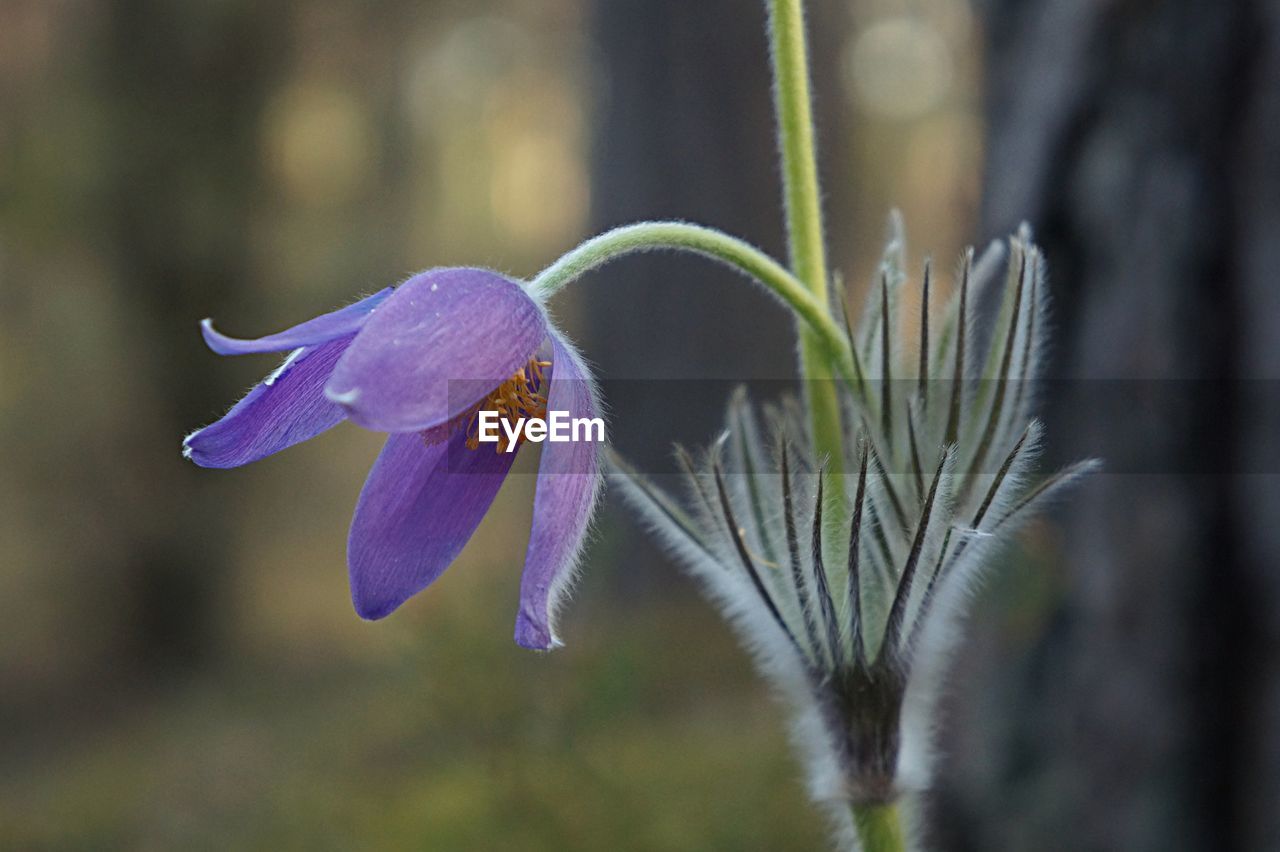 Close-up of purple flowering plant