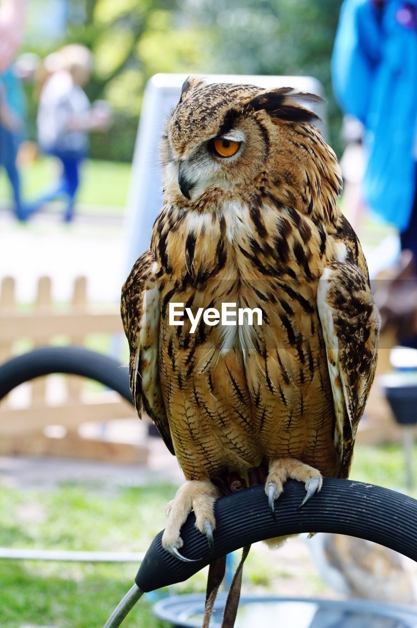 Close-up of owl perching