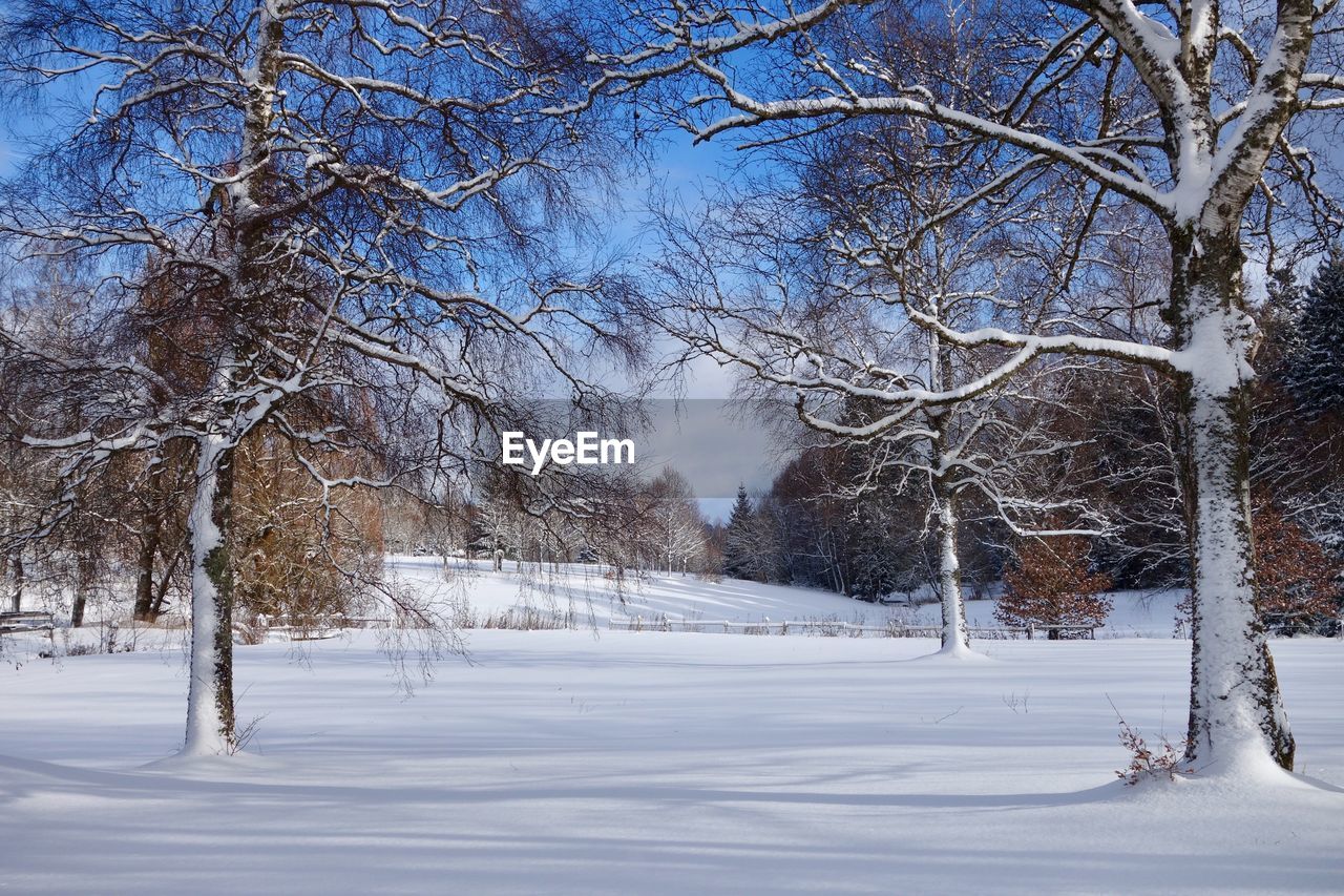 TREES ON SNOW COVERED LANDSCAPE AGAINST SKY