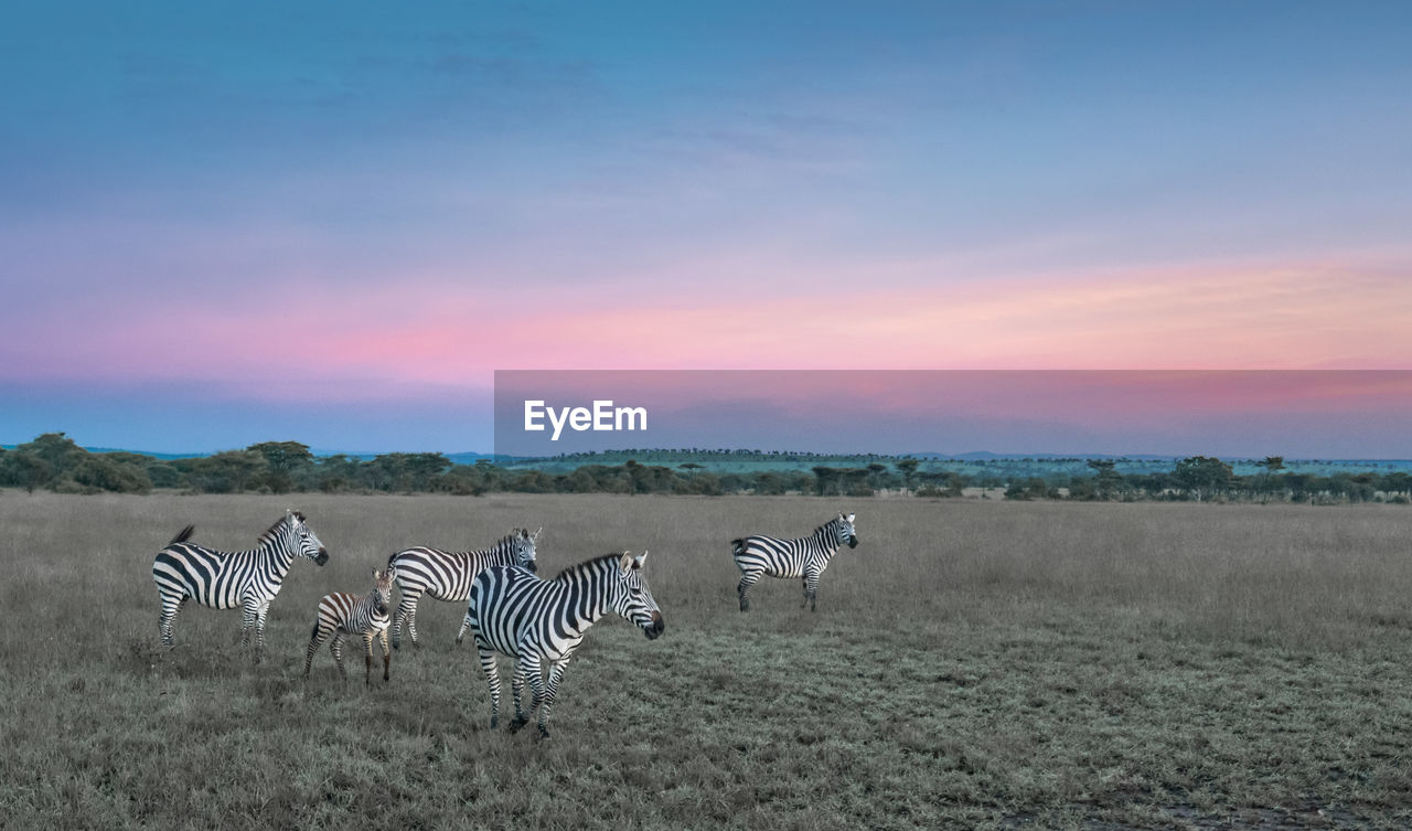 FLOCK OF SHEEP ON FIELD AGAINST SKY DURING SUNSET