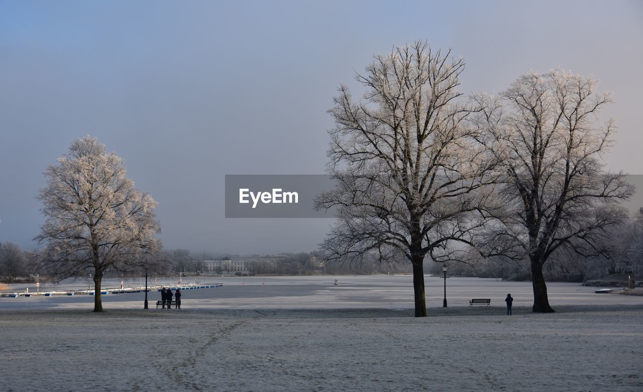 BARE TREES ON SNOW COVERED LANDSCAPE