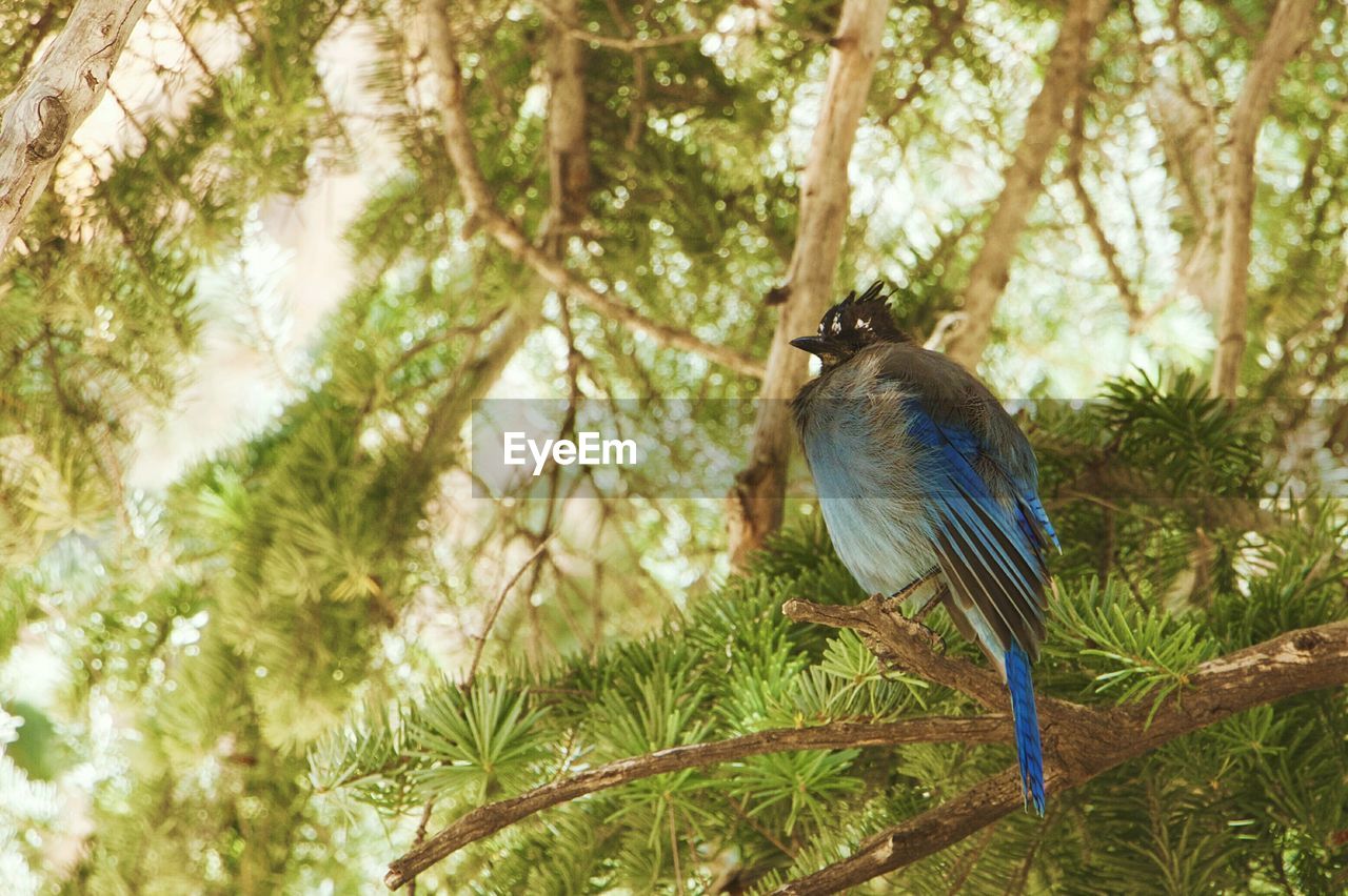 Side view of blue bird perching on branch