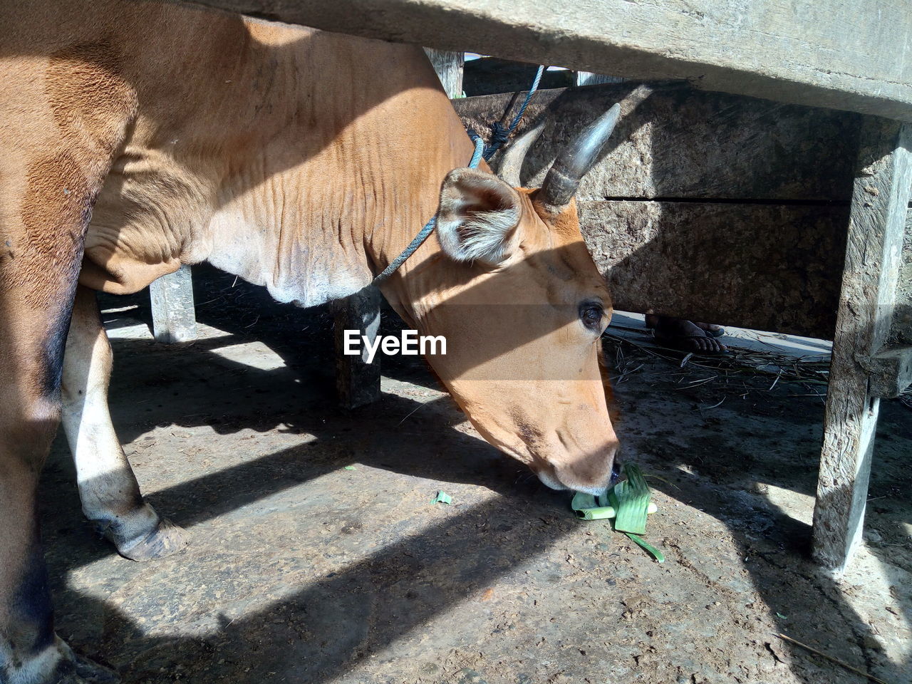 High angle view of cow