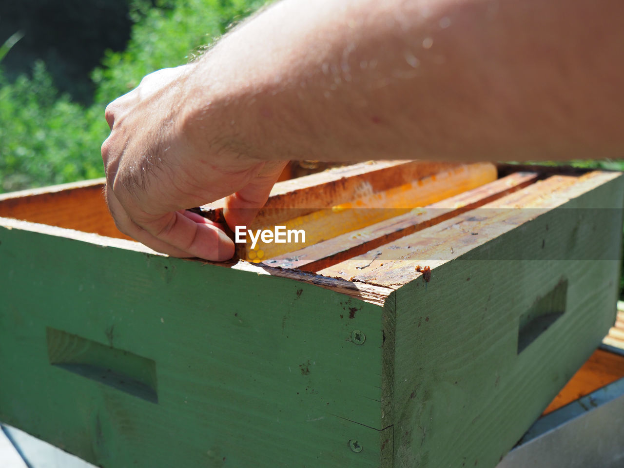 hand, one person, wood, close-up, insect, animal, occupation, men, day, nature, beehive, bee, adult, apiary, holding, working, green, outdoors, animal themes, apiculture, animal wildlife