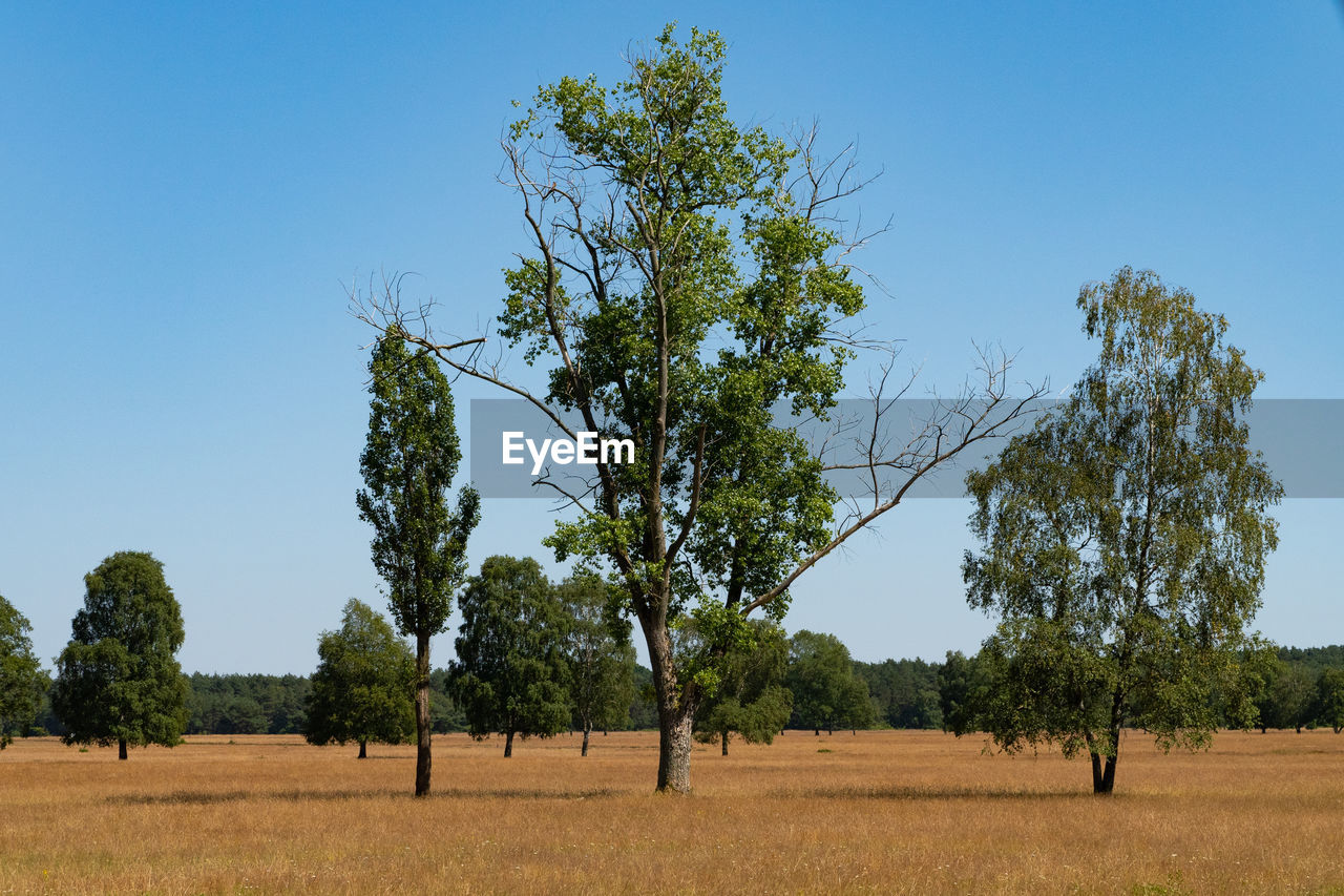 TREES ON FIELD AGAINST SKY