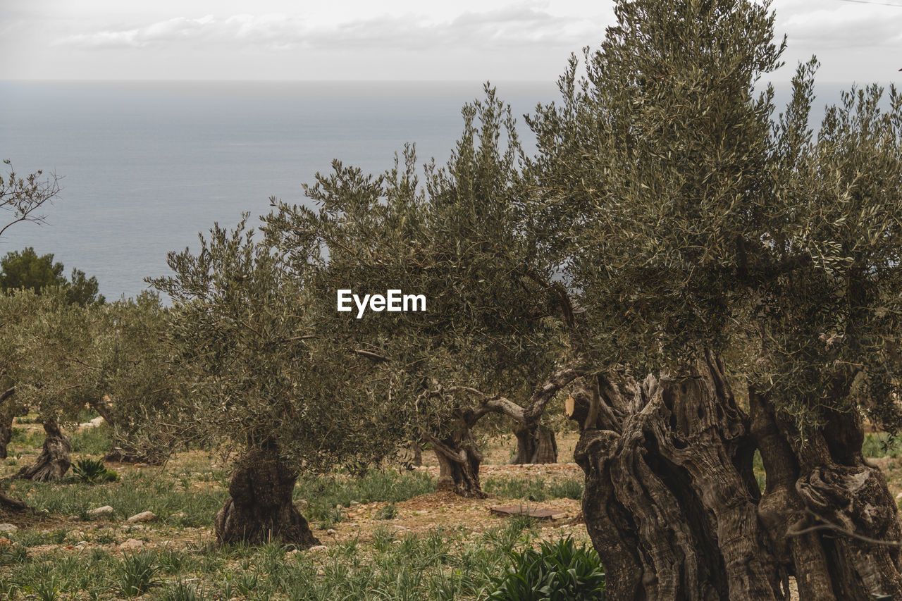TREES ON LANDSCAPE AGAINST CLOUDY SKY