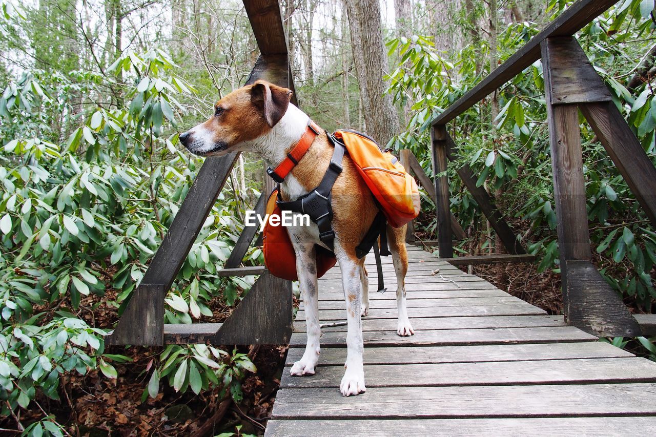 Dog in a forest