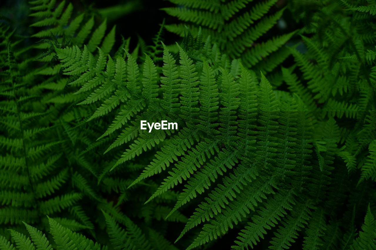 Close-up of fern leaves