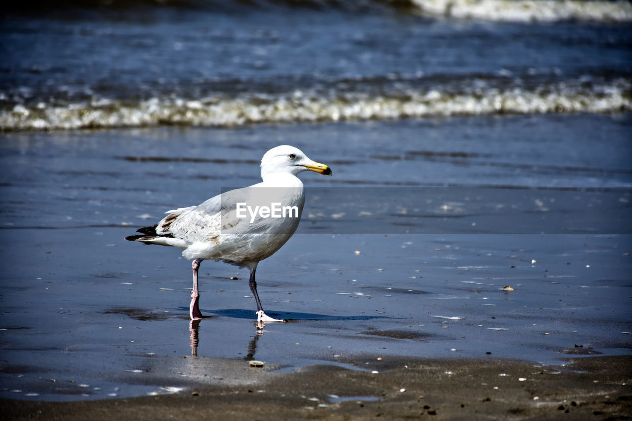 SEAGULL PERCHING ON A SEA