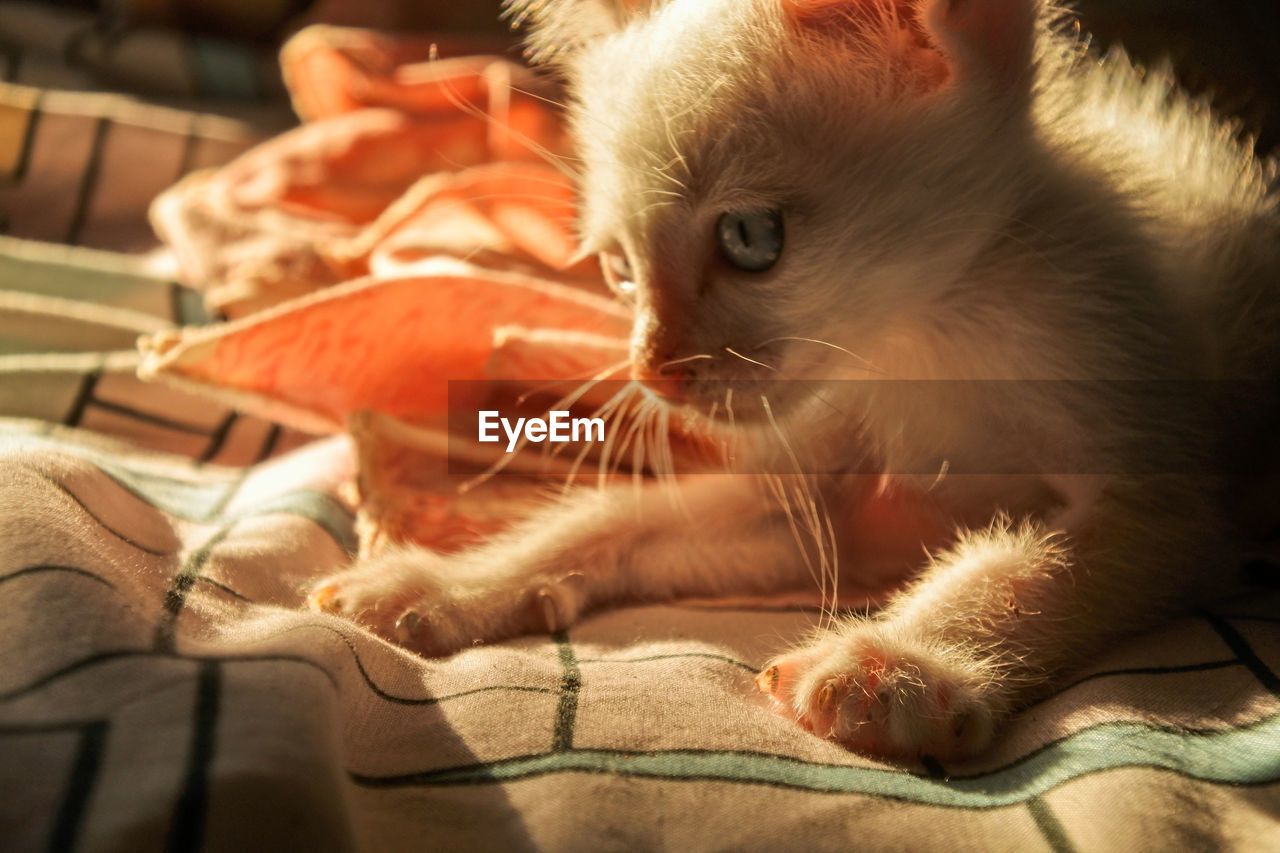 CLOSE-UP OF CAT RELAXING ON BED AT HOME