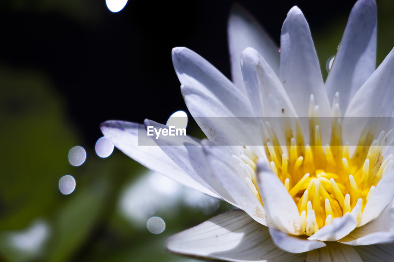 Close-up of white flower