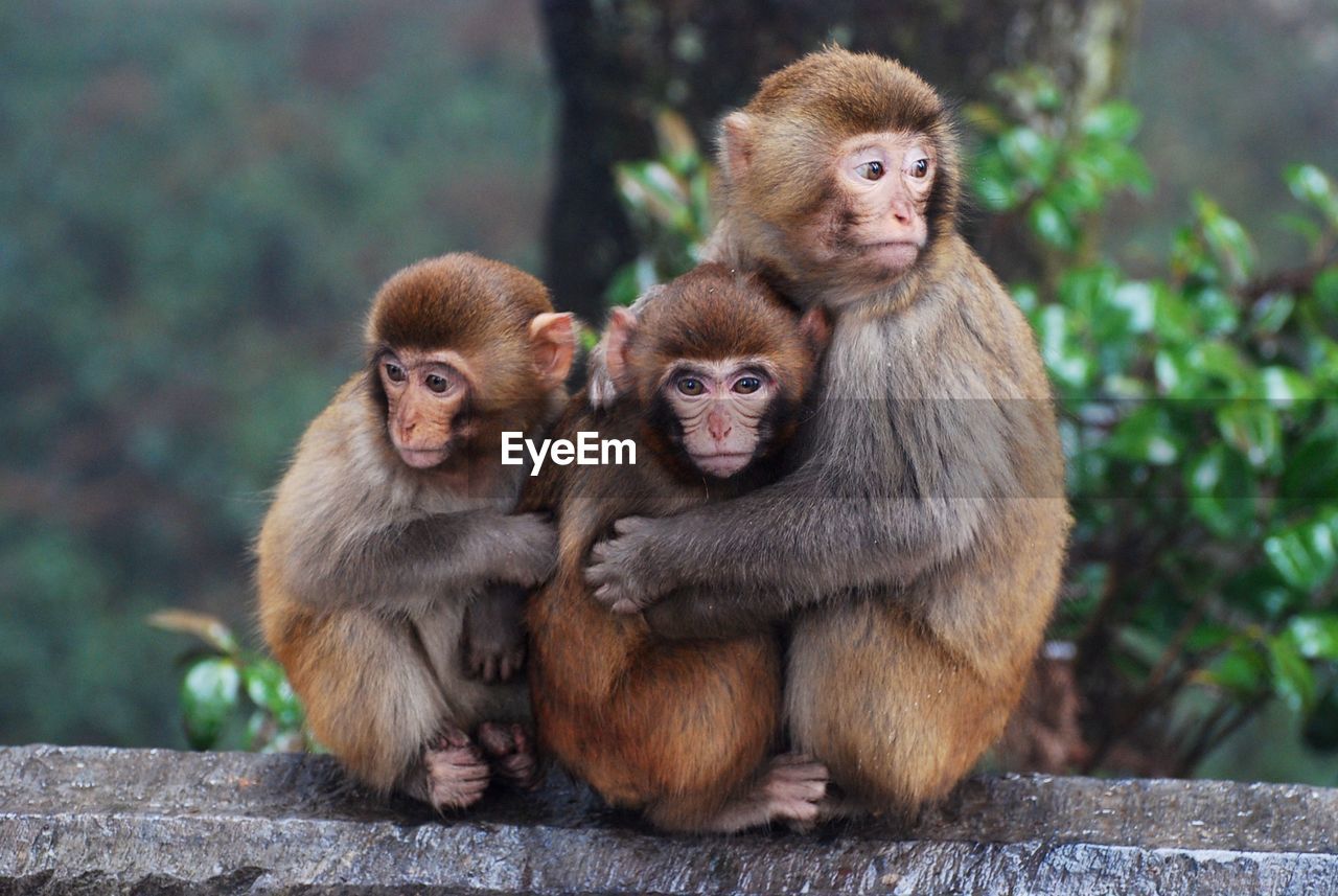 Monkeys hugging on railing