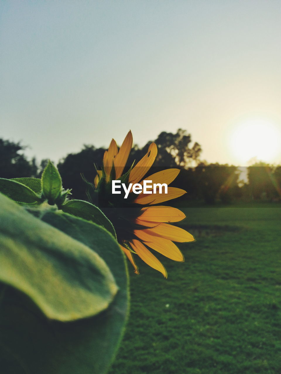 Close-up of sunflower blooming on field against sky