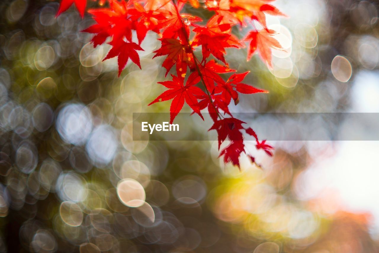 CLOSE-UP OF MAPLE LEAVES