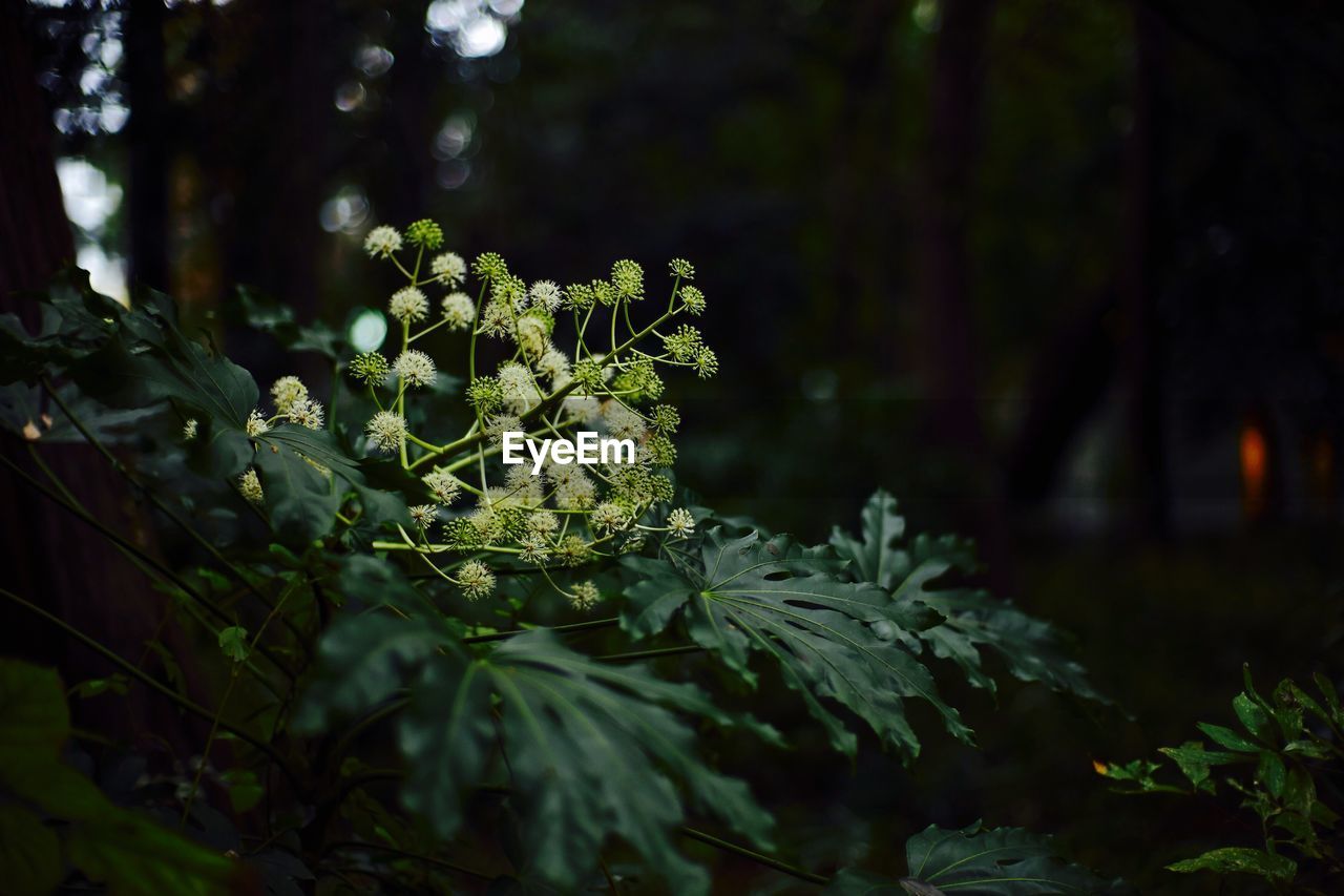 Close-up of plants growing in forest