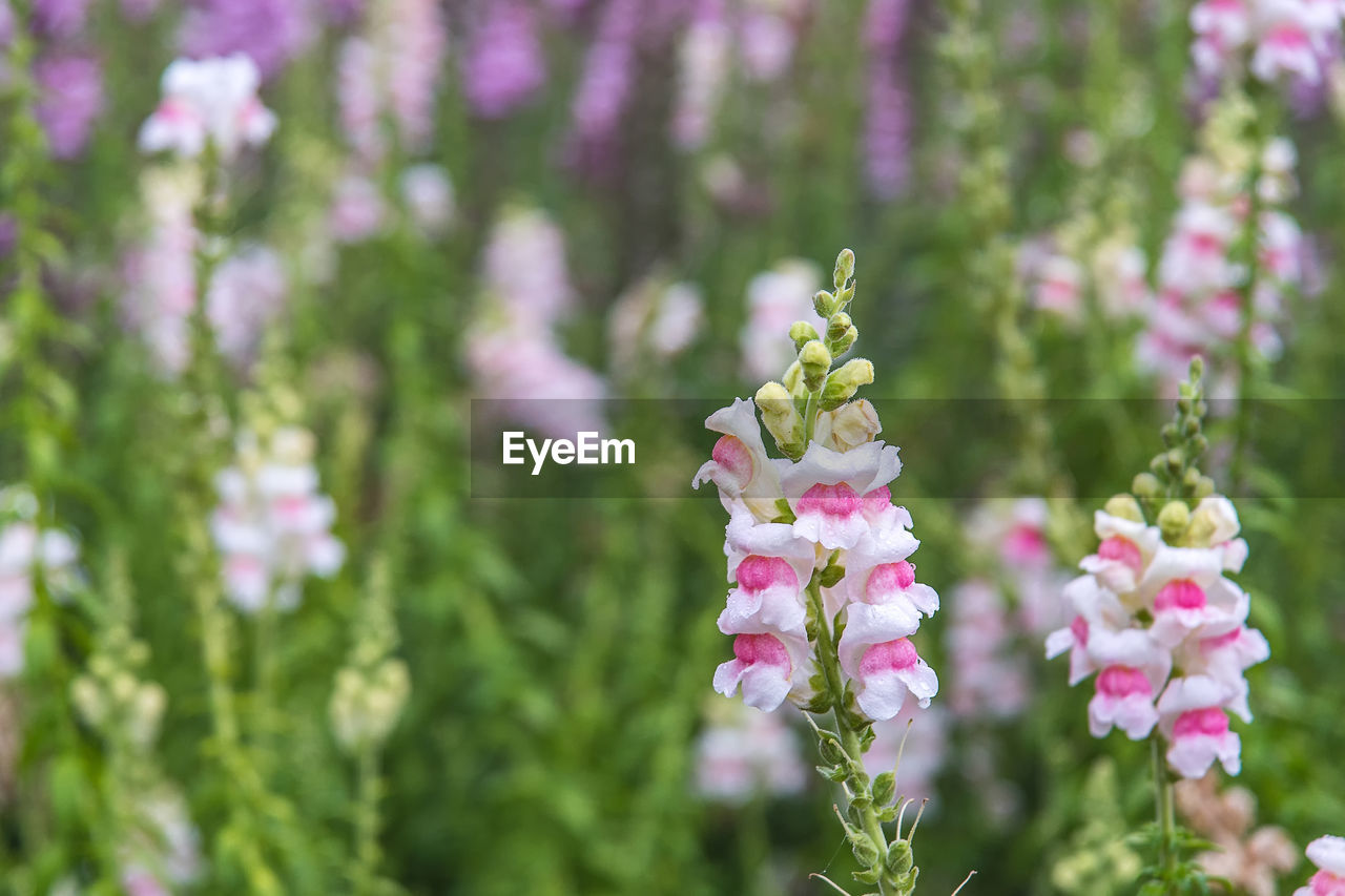 CLOSE-UP OF PINK FLOWERS BLOOMING