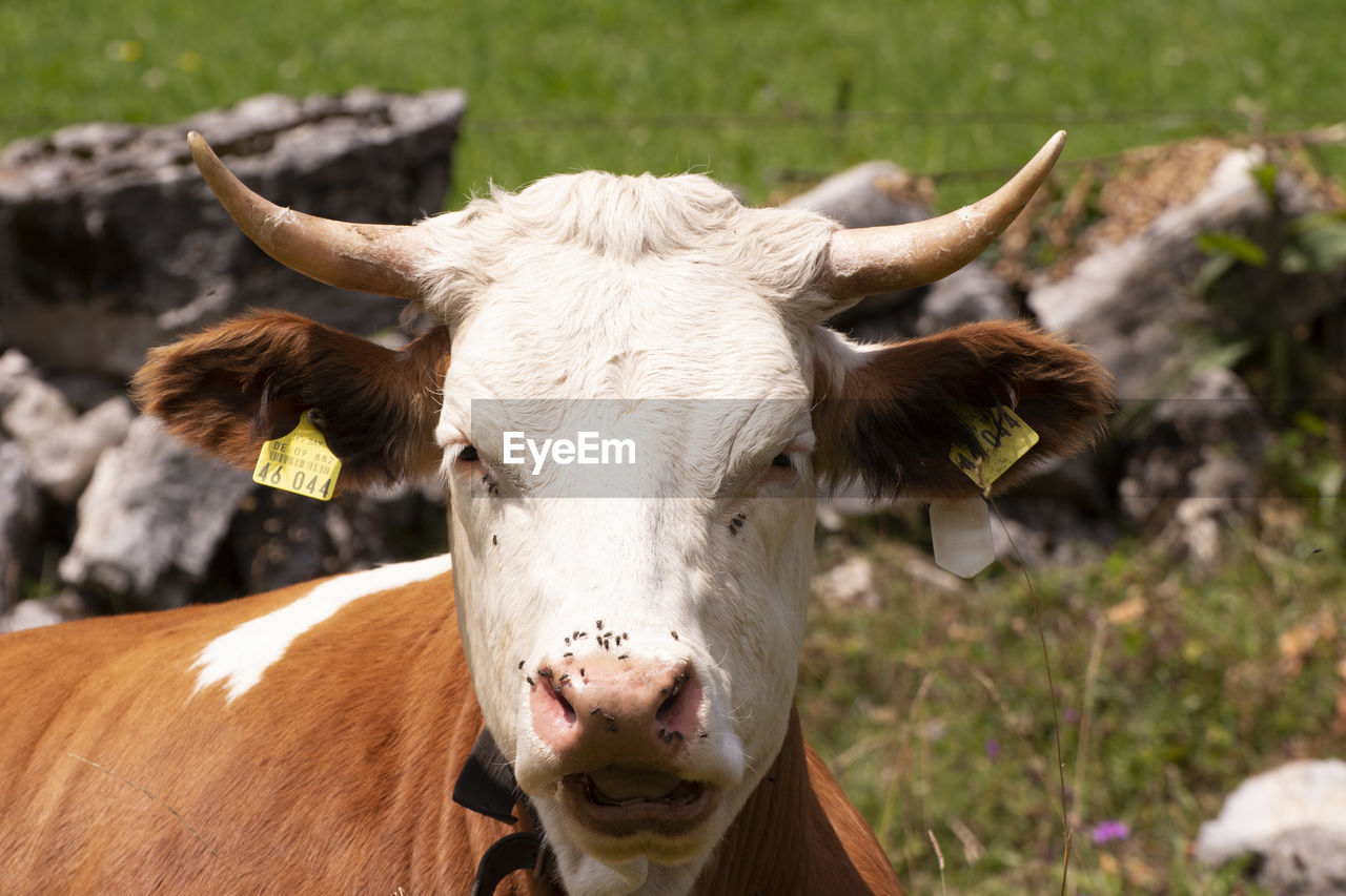 PORTRAIT OF COW IN FIELD