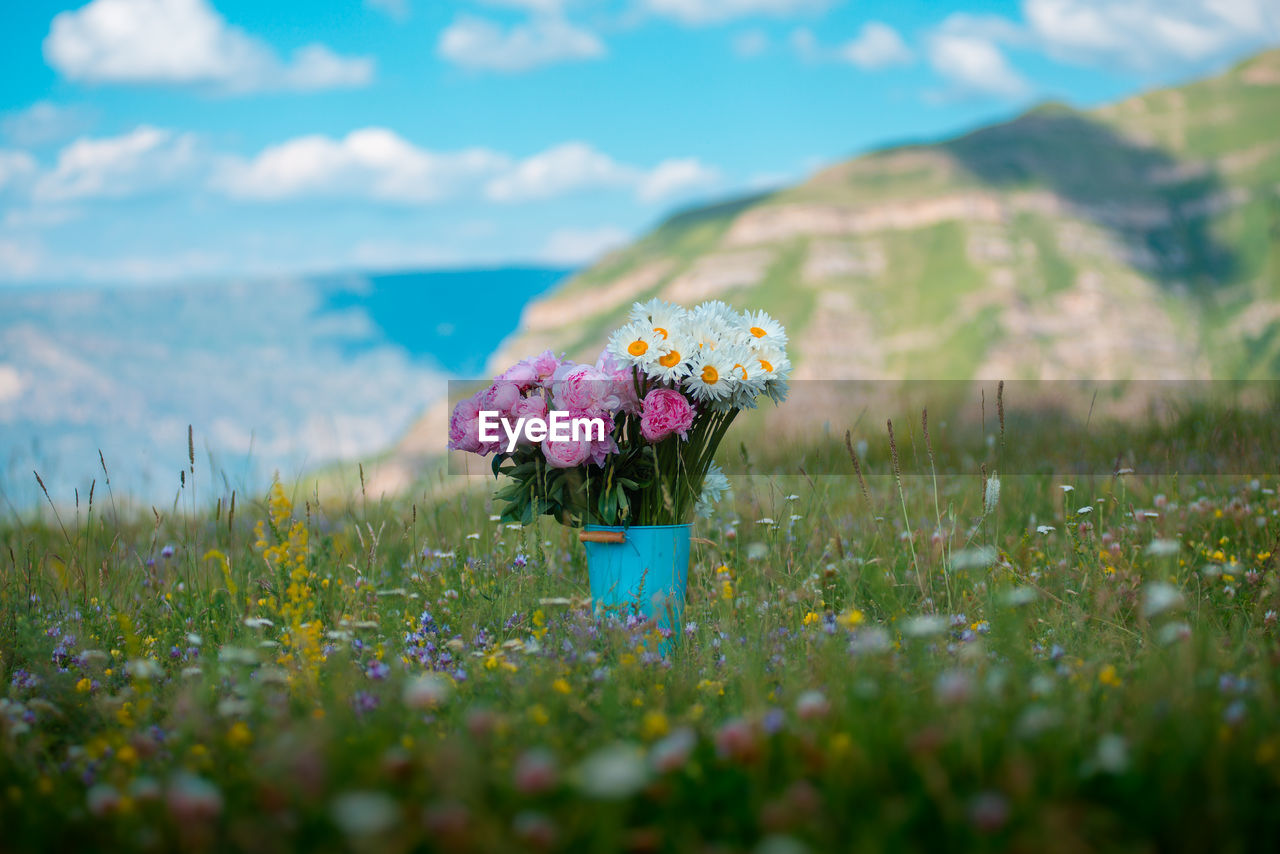 Close-up of flowers blooming on field