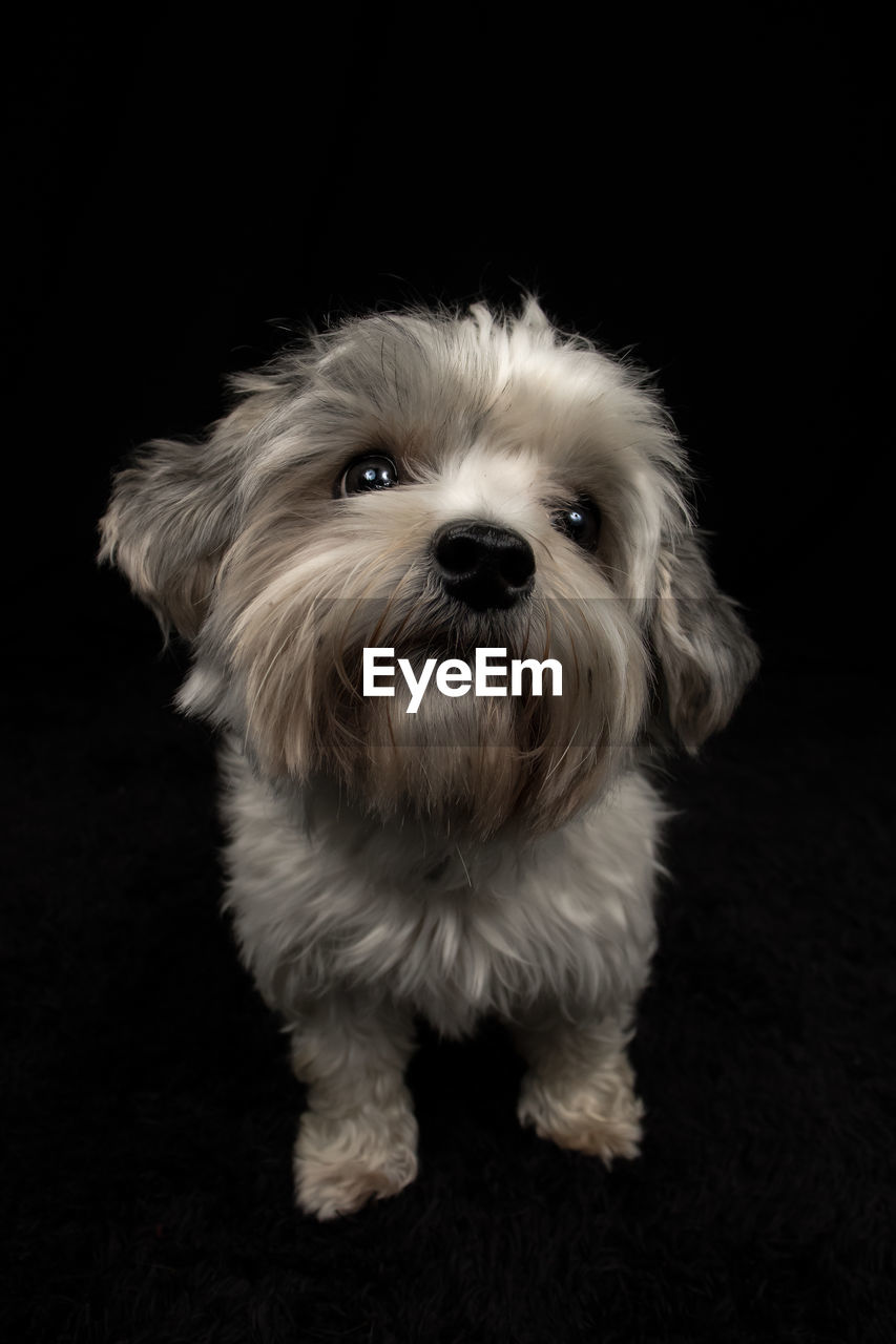 PORTRAIT OF CUTE PUPPY