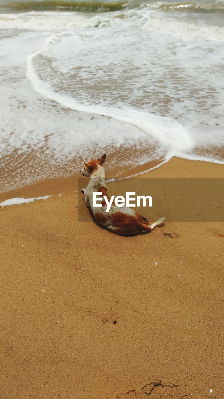 HIGH ANGLE VIEW OF BIRD ON SAND AT BEACH