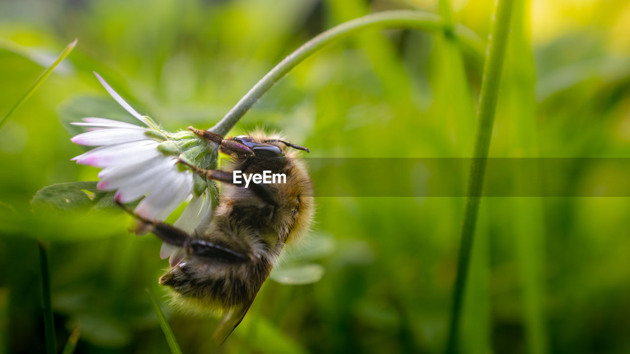 CLOSE-UP OF HONEY BEE ON FLOWER