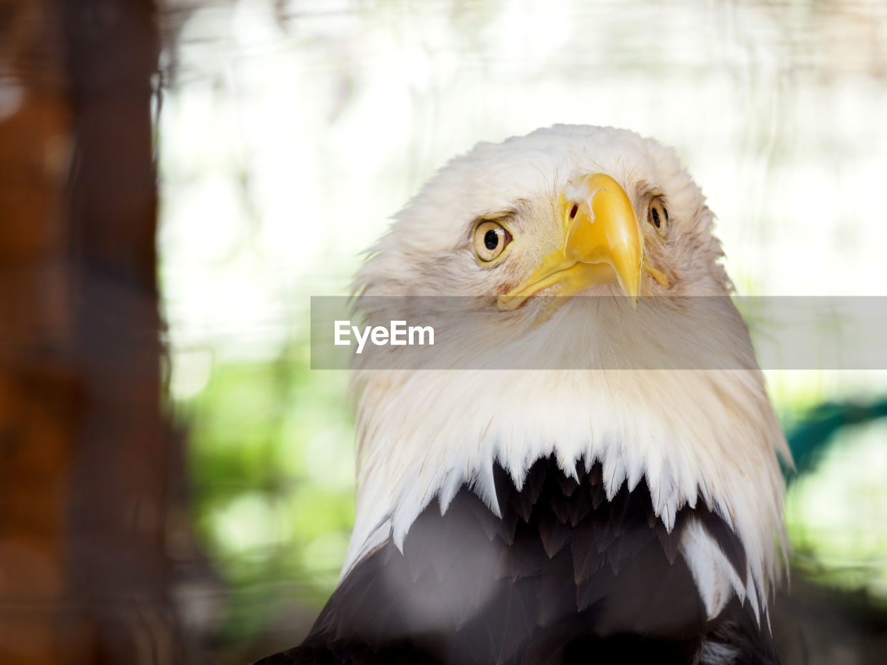 Close-up of bald eagle