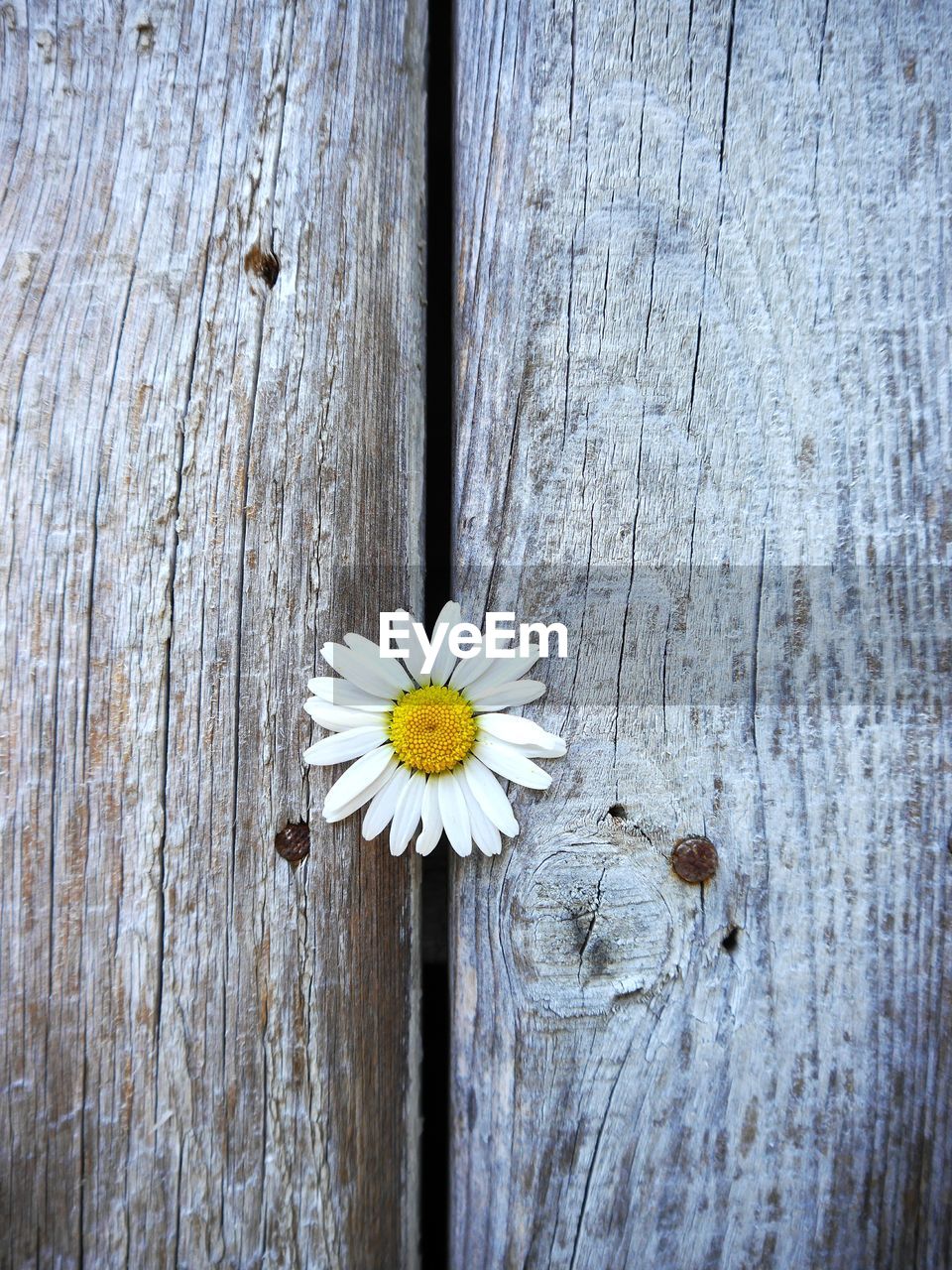 High angle view of daisy amidst wooden planks