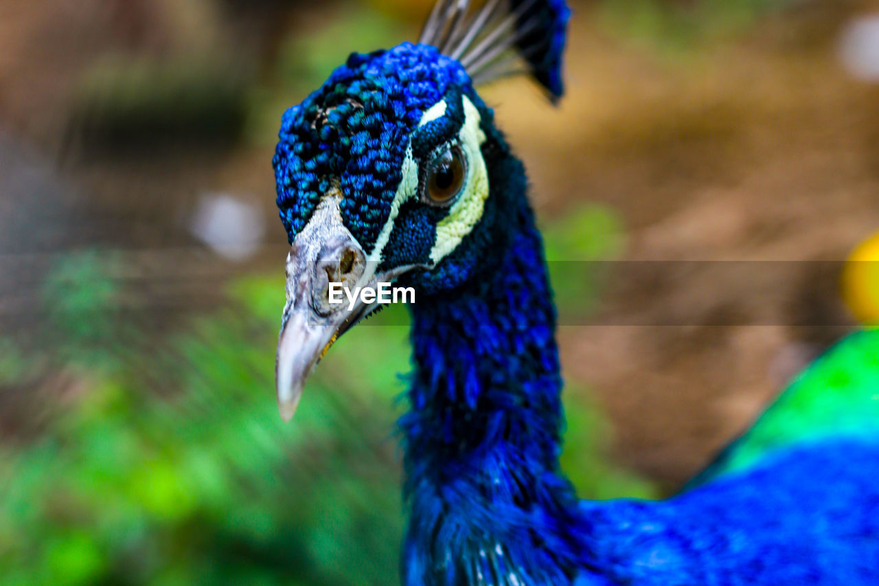 CLOSE-UP OF A PARROT