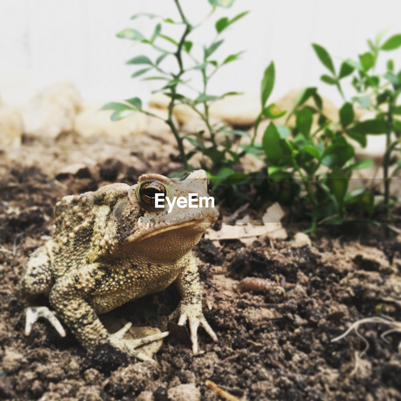 Close-up of lizard