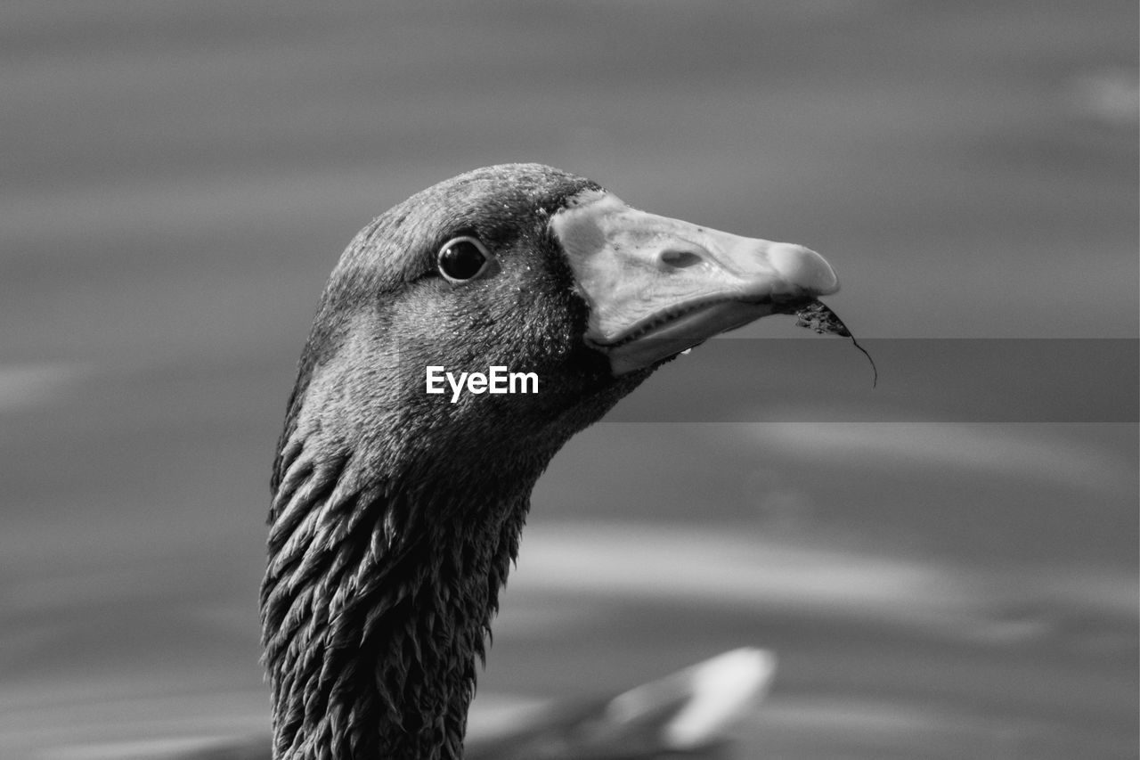animal themes, animal, bird, one animal, animal wildlife, wildlife, close-up, beak, animal body part, black, black and white, monochrome, focus on foreground, ducks, geese and swans, water bird, no people, water, animal head, goose, nature, duck, day, monochrome photography, side view, wing, outdoors