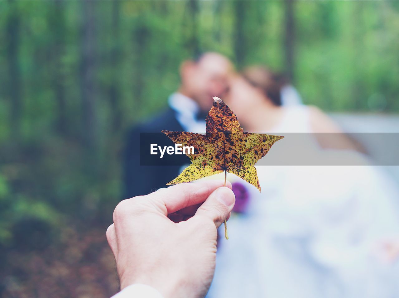 Cropped hand holding dry leaf in forest