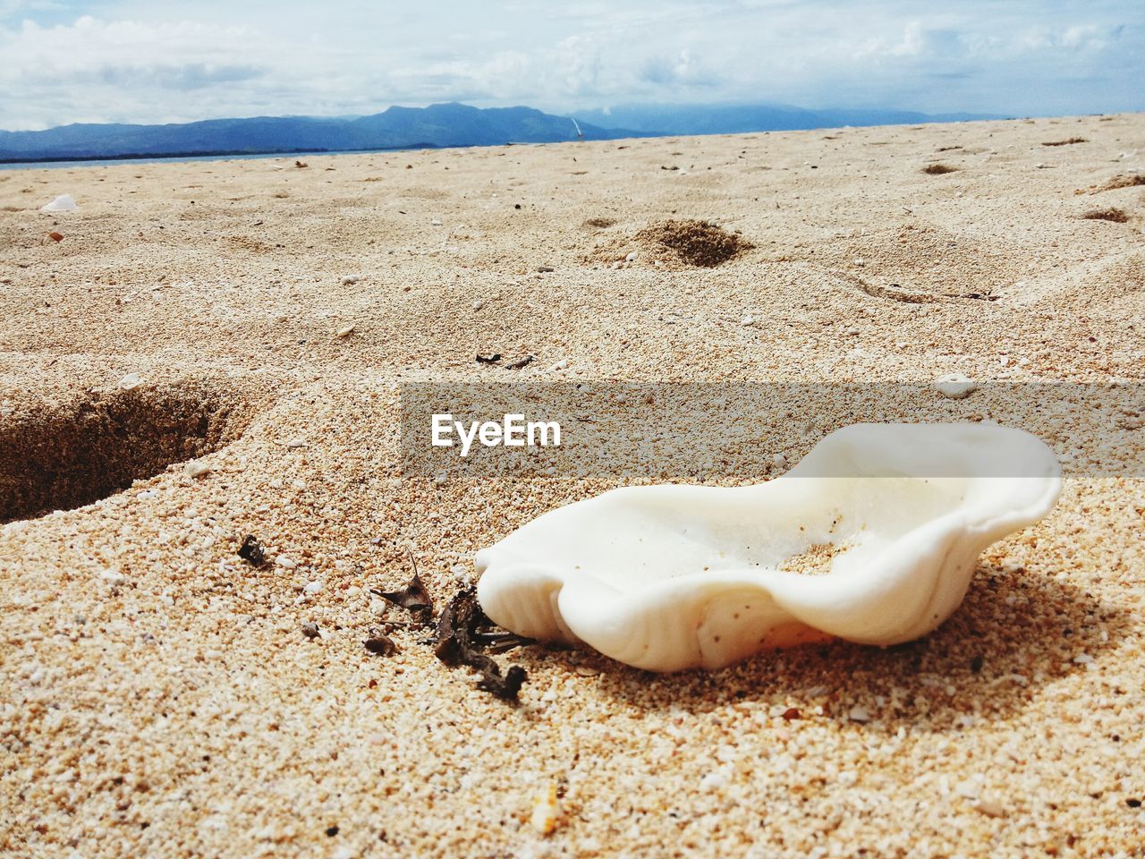 CLOSE-UP OF SEASHELL ON SAND AT BEACH AGAINST SKY