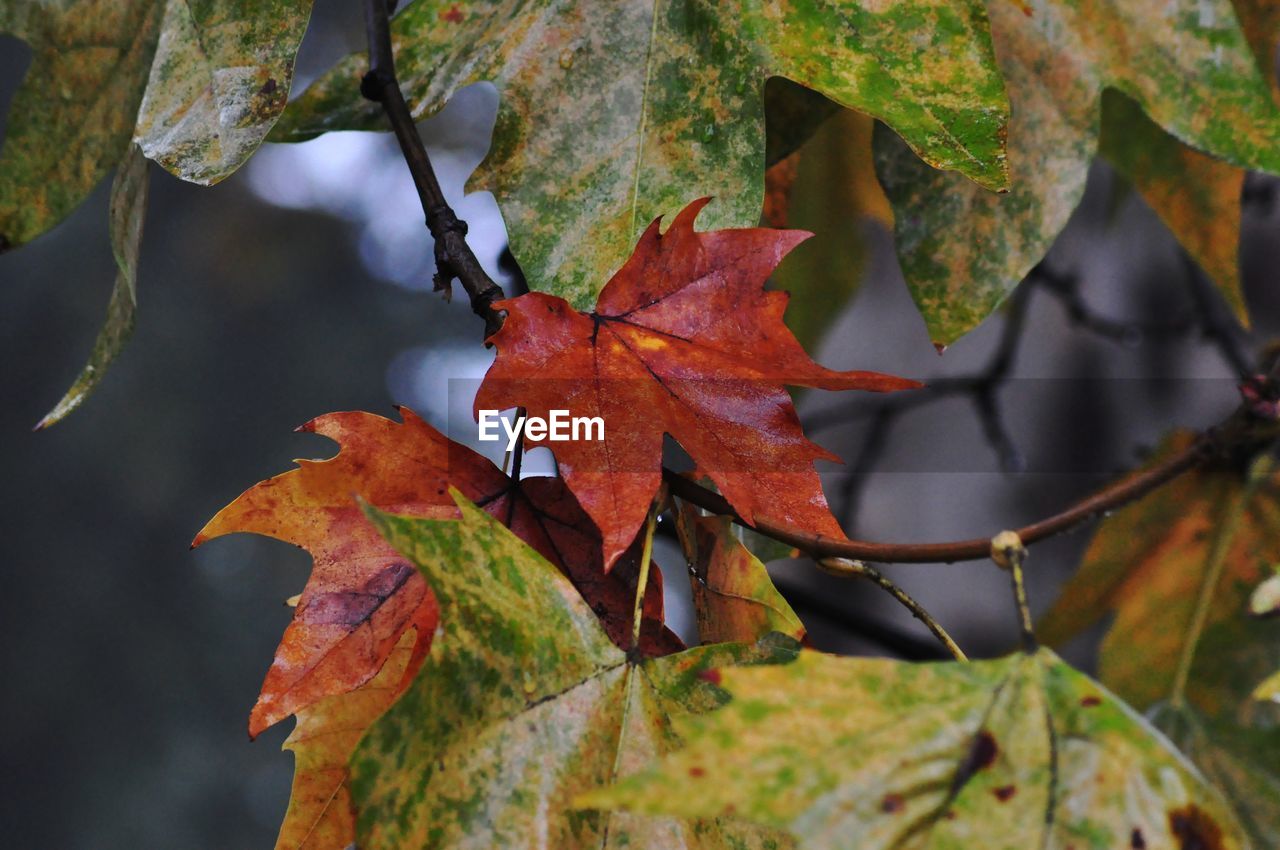 CLOSE-UP OF MAPLE LEAVES ON PLANT