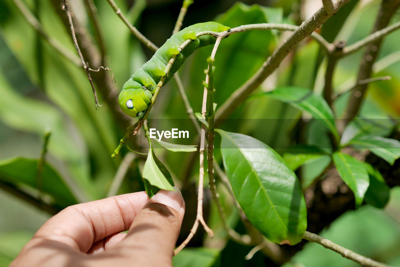 hand, green, plant, branch, plant part, leaf, nature, flower, holding, produce, one person, close-up, food, tree, growth, animal, animal themes, food and drink, animal wildlife, outdoors, finger, focus on foreground, day, insect, adult, environment, agriculture, healthy eating, one animal, plant stem