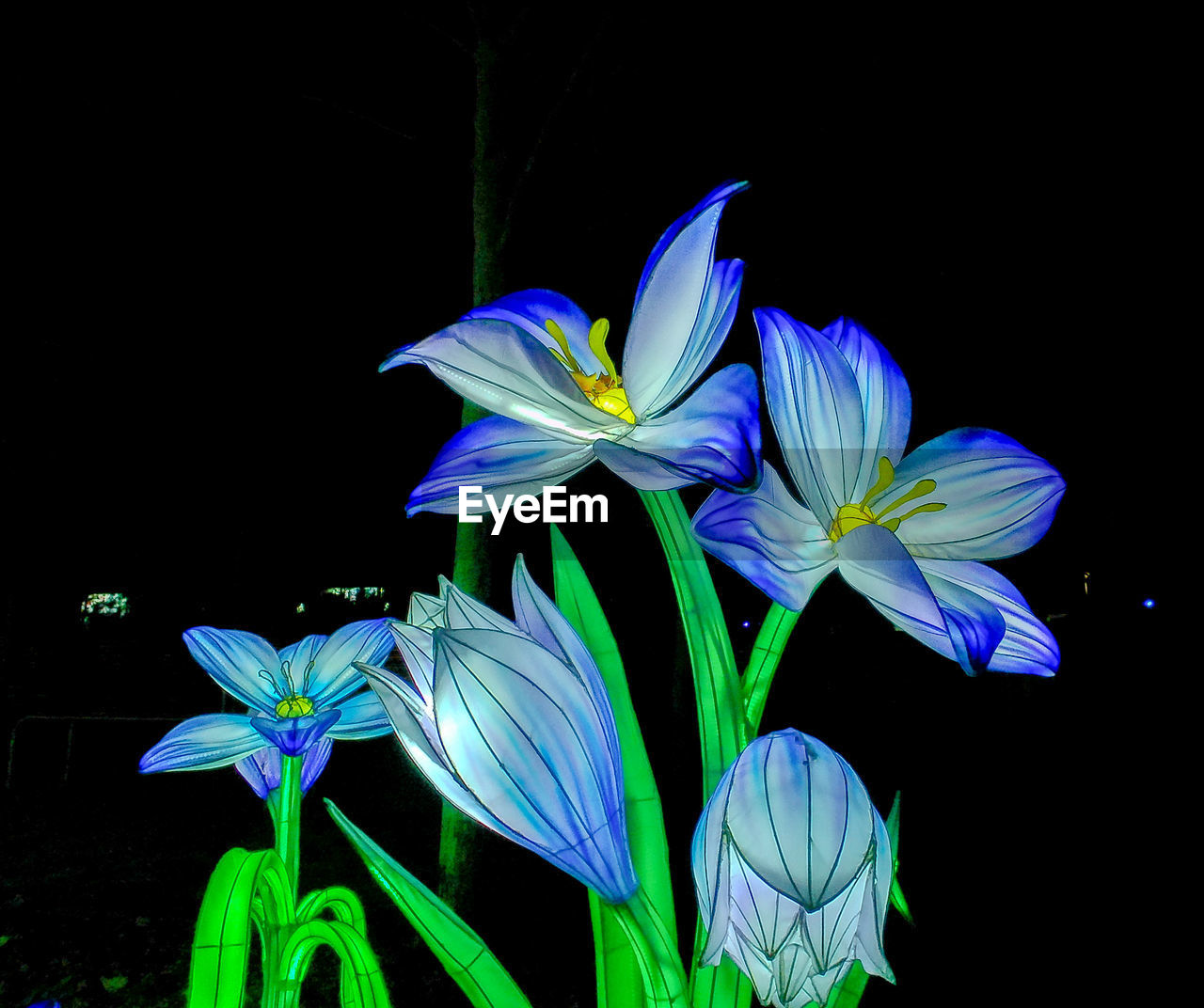 flower, flowering plant, plant, beauty in nature, fragility, freshness, petal, close-up, nature, growth, inflorescence, black background, flower head, no people, blue, purple, night, outdoors, leaf