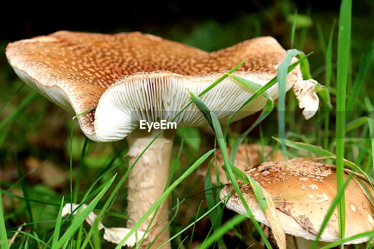 CLOSE-UP OF MUSHROOMS GROWING ON FIELD