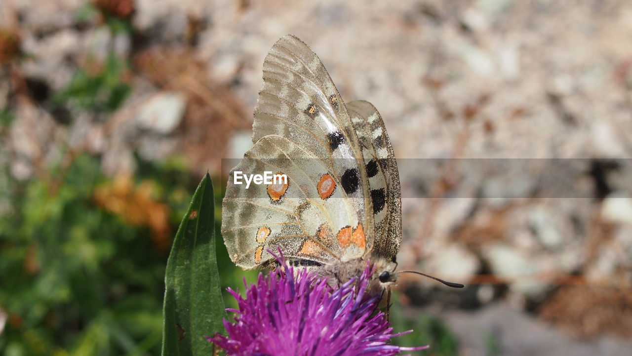 Close-up of butterfly perching on flower