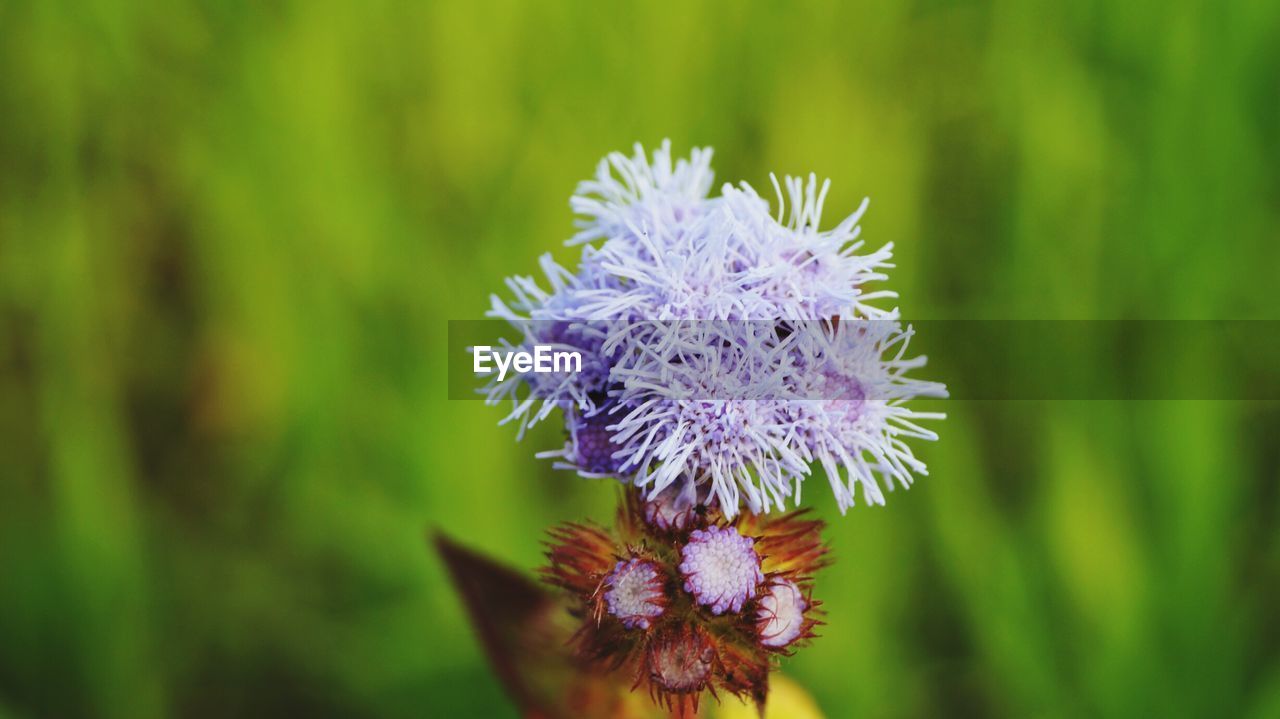 Close-up of flower against blurred background